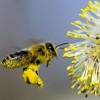 A méhek pusztulása növeli az emberek alultápláltságának veszélyét